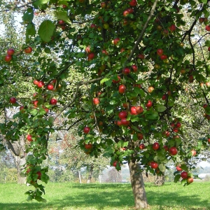 Äpfel am Ast