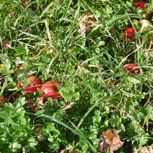 Äpfel am Boden