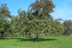 Hochstamm