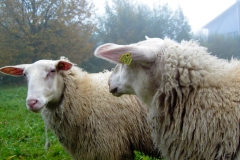Tiere