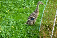 Ente