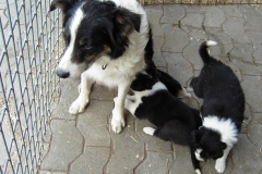 Kira und junge Hunde