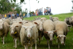 Schafe am Schäfertag