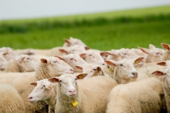 Schafe am Schäfertag2