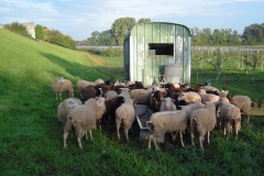 Schafe und Wagen