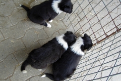 junge Hunde2